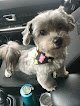 Negocio Flying Fur Grooming Salon