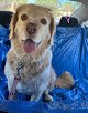 Negocio Fondren Pet Salon