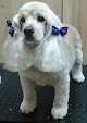 Negocio For Pet's Sake Grooming