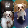 Negocio For The Love Of Dog Mobile Grooming