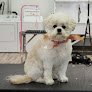 Negocio Four Paws Pet Grooming Llc