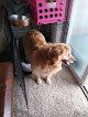 Negocio Four Paws Pet Salon