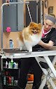 Negocio Four Paws Salon