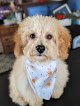 Negocio Frankie's Dog Grooming