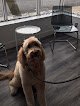 Negocio From Head To Tail Grooming Spa