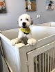 Negocio Fur Baby Pet Spa
