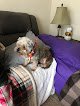 Negocio Fur Kidz Mobile Pet Grooming