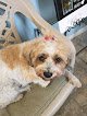 Negocio Furkids Pet Grooming