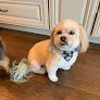Negocio Furrlife Grooming Salon