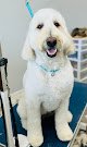 Negocio Furry And Fabulous Pet Grooming