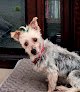 Negocio Furry Children Dog Grooming