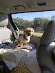Negocio Furry Tails Grooming Salon