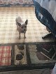 Negocio Fuzzy Button Grooming Palace