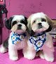 Negocio Glam Paws