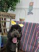 Negocio Going To The Dogs Mobile Grooming