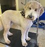 Negocio Gold Style Grooming