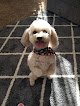 Negocio Golden Clipper Dog Grooming