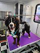 Negocio Golden Doo's Pet Spa
