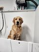 Negocio Golden Spots Pet Grooming