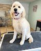 Negocio Good Dog Grooming
