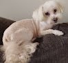 Negocio Good Dog Legacy Llc