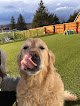 Negocio Grateful Dog