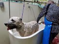 Negocio Green Bulldog Dog Wash And Spa