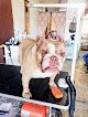 Negocio Groom & Bloom Pet Grooming
