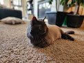 Negocio Groom My Friend, Cat And Exotic Spa & Boutique