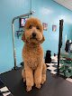 Negocio Groomed By Adrian