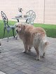 Negocio Groomer Has It