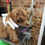Negocio Grooming 4 Less