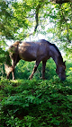 Negocio Grooming By Dawn Cheri