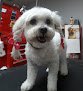 Negocio Grooming By Mia