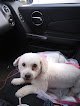 Negocio Grooming By Nicole Llc Pet Salon And Hotel