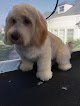 Negocio Grooming Stars - Mobile Dog Grooming