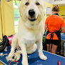 Negocio Grooming Tails Pet Spa /boarding / Doggie Day Care