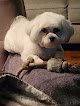 Negocio Groomingdales Pet Salon
