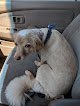 Negocio Groomingdale's Pet Spa @ San Antonio