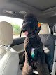 Negocio Groovy Pet Grooming