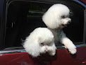 Negocio Guccipucci Pet Spa