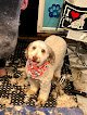 Negocio Hair Of The Dog Groom And Play