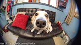 Negocio Hair Of The Dog Grooming Paw-lor