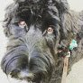 Negocio Hair Of The Dog Grooming Studio