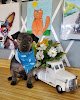 Negocio Hair Of The Dog Pet Grooming Salon Llc
