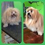 Negocio Hair Of The Dog Salon