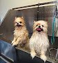 Negocio Happy Dog Spa & Wellness