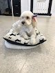 Negocio Happy Dogs Grooming Salon