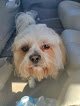 Negocio Happy Dogs Professional Grooming