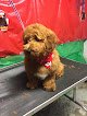 Negocio Happy Over Grooming